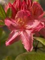 Rhododendron Pink Delight Azalia